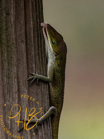 Florida 3-21 0922-Edit