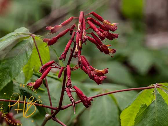 Florida 3-21 0954-Edit