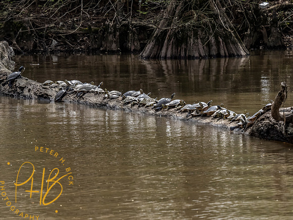 Florida 3-21 1033-Edit