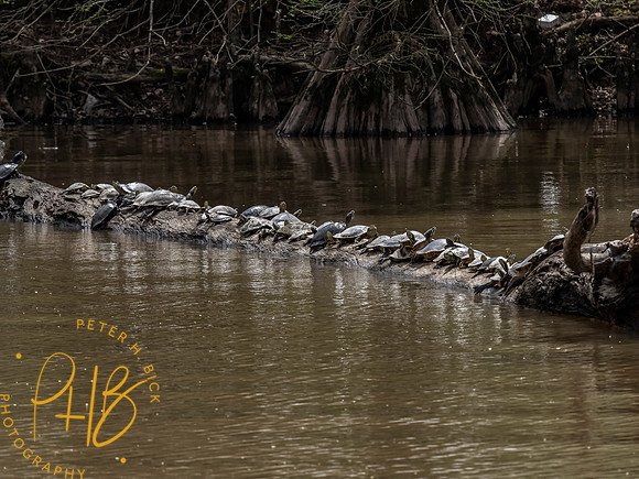 Florida 3-21 1038-Edit