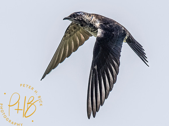 -Indiana Birds and Wildlife 2022 5389-Edit-Edit