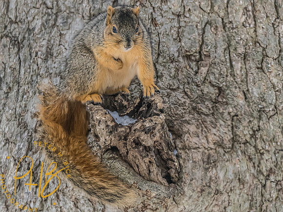 Indiana Birds and Wildlife 2024 0461-Edit