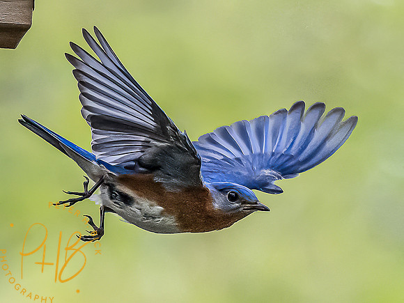 -Indiana Birds and Wildlife 2022 4463-Edit-Edit