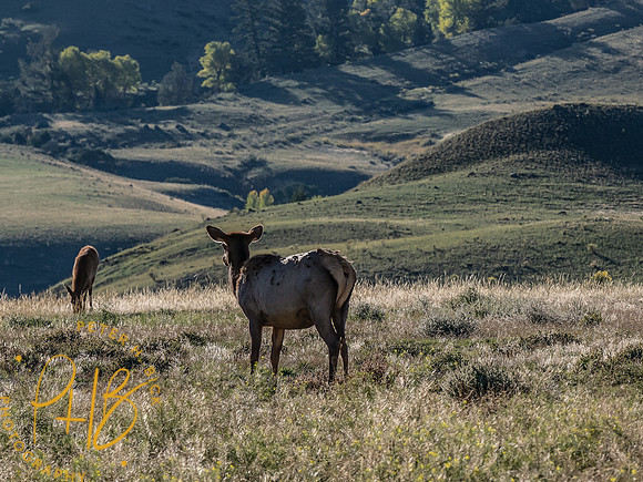 Yellowstone Trip 9-2023 2236-Edit