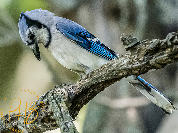 -Indiana Birds and Wildlife 2022 7234-Edit-Edit