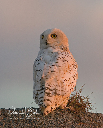 Snowy Owl 8-04 468p