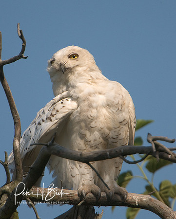 Snowy Owl 8-04 172p2