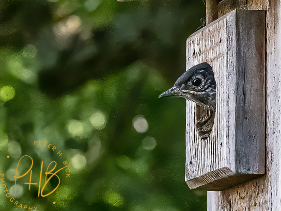 -Indiana Birds 2020 13160-Edit-Edit