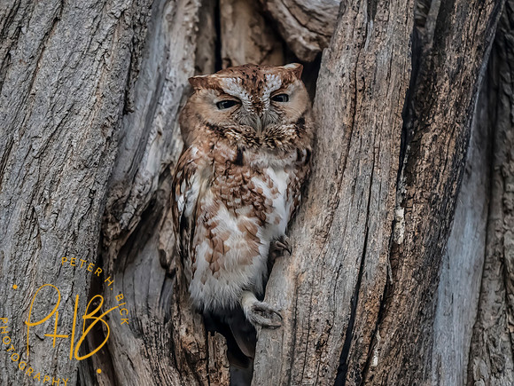 Indiana Birds and Wildlife 2025 3802-Edit