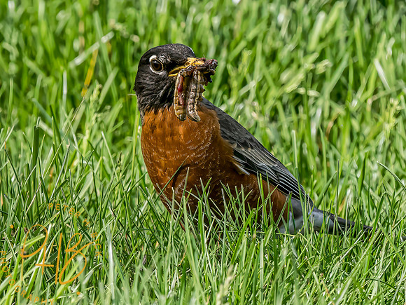 Indiana Birds and Wildlife 2024 5845-Edit