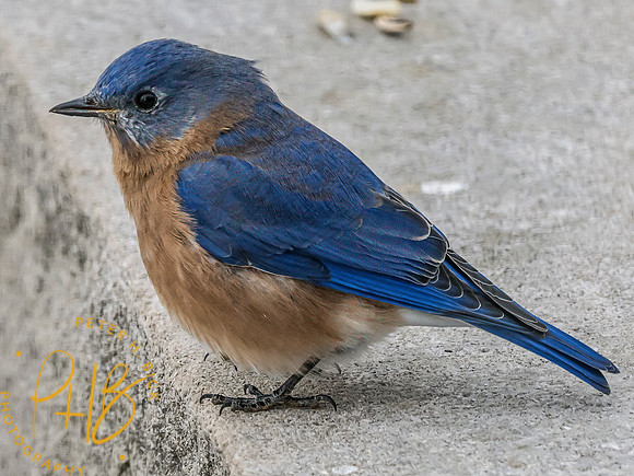 Indiana Birds and Wildlife 2024 0467-Edit