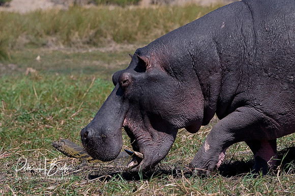 Africa 08 6895