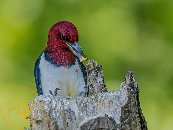 -Indiana Birds and Wildlife 2022 7207-Edit-Edit