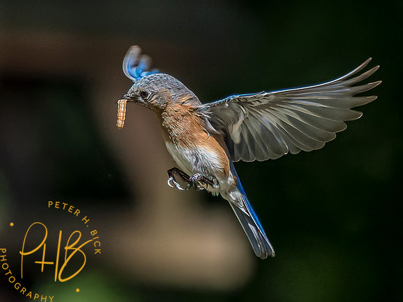 -Indiana Birds and Wildlife 2022 6589-Edit-Edit