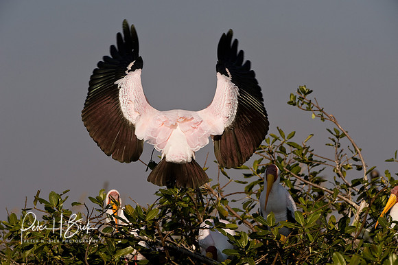 Africa 08 10788