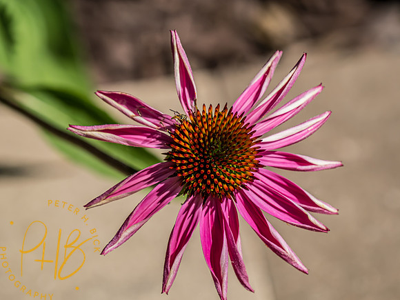-Indiana Birds and Wildlife 2022 6549-Edit-Edit