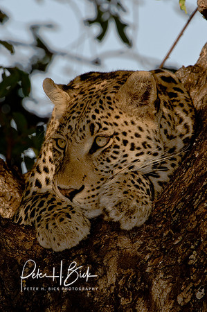 Africa 08 9324