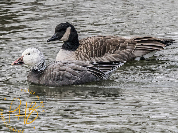 Indiana Birds and Wildlife 2024 0280-Edit
