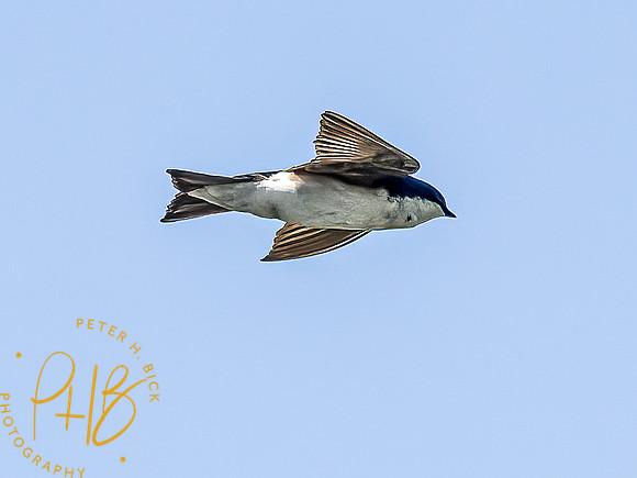 -Indiana Birds and Wildlife 2022 4693-Edit-Edit