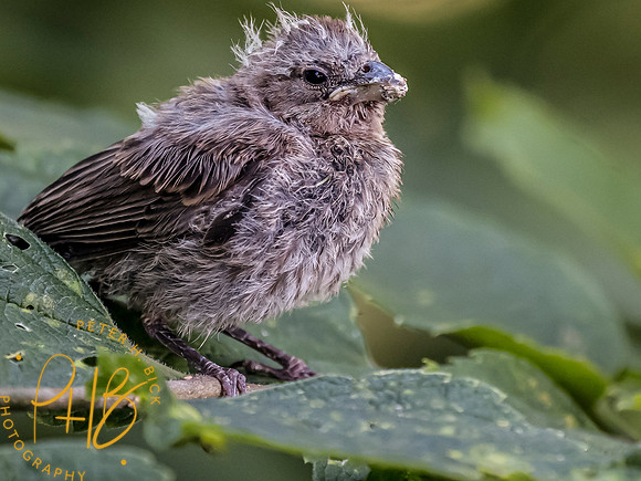 Indiana Birds and Wildlife 7913-Edit