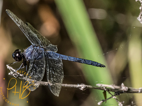 Indiana Birds and Wildlife 7974-Edit