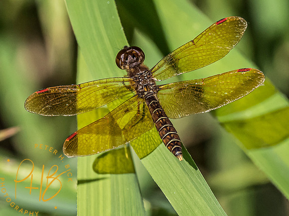 Indiana Birds and Wildlife 7975-Edit