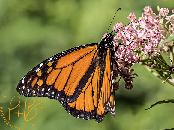 Indiana Birds and Wildlife 7982-Edit