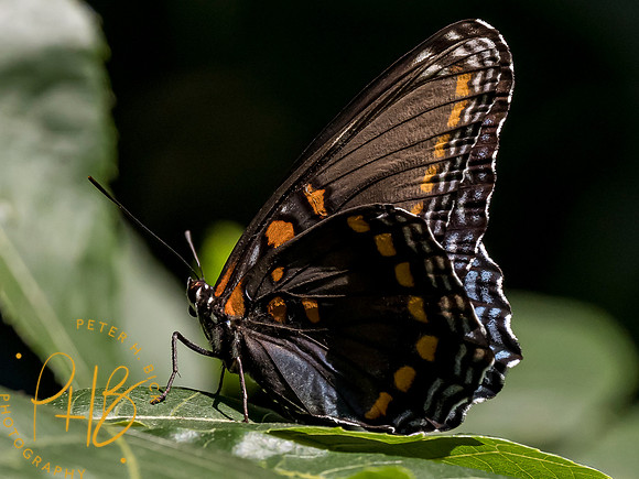 Indiana Birds and Wildlife 8040-Edit