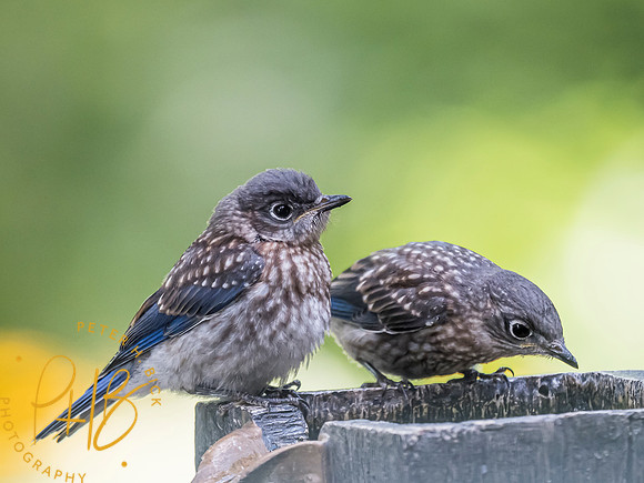 Indiana Birds and Wildlife 8101-Edit
