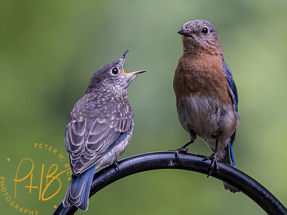 Indiana Birds and Wildlife 8119-Edit