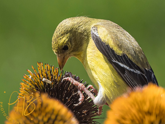 Indiana Birds and Wildlife 8140-Edit