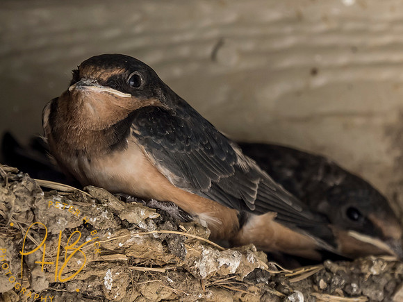 Indiana Birds and Wildlife 8157-Edit