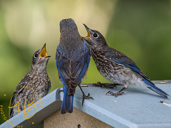 Indiana Birds and Wildlife 8171-Edit