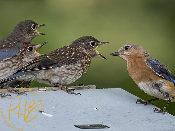 Indiana Birds and Wildlife 8183-Edit