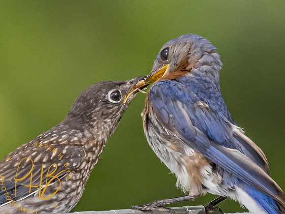 Indiana Birds and Wildlife 8221-Edit