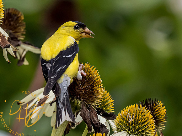 Indiana Birds and Wildlife 8258-Edit