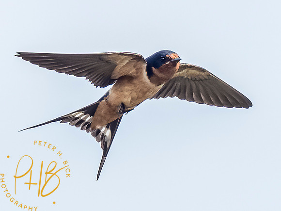 Indiana Birds and Wildlife 8328-Edit