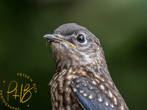 Indiana Birds and Wildlife 8417-Edit