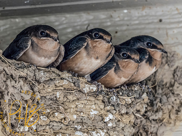 Indiana Birds and Wildlife 8436-Edit