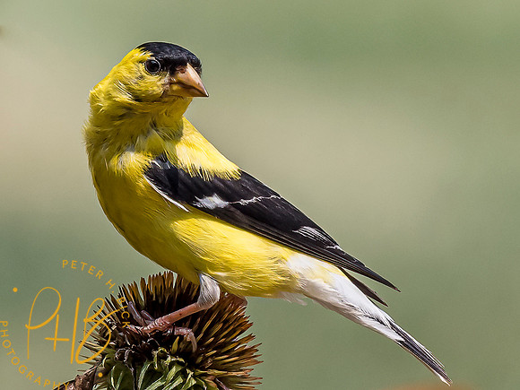 Indiana Birds and Wildlife 8441-Edit