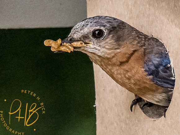 Indiana Birds and Wildlife 8520-Edit