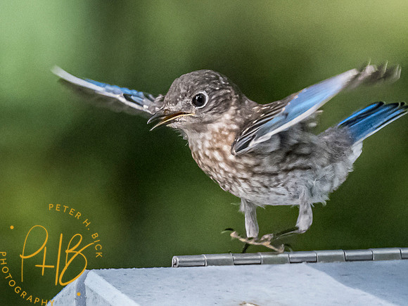 Indiana Birds and Wildlife 8527-Edit