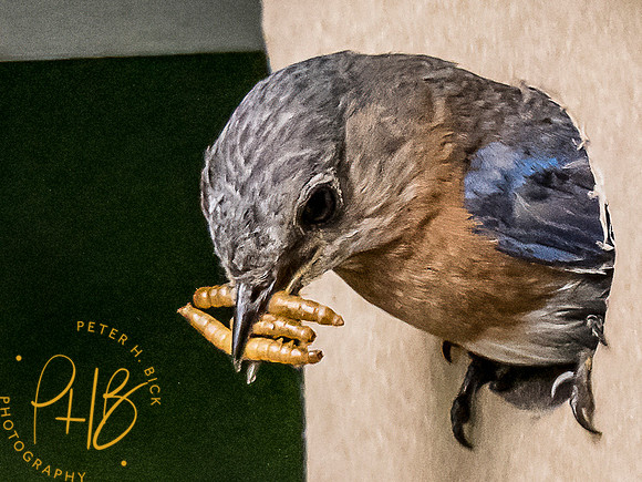 Indiana Birds and Wildlife 8534-Edit
