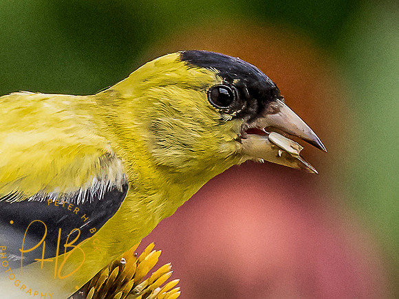 Indiana Birds and Wildlife 8547-Edit