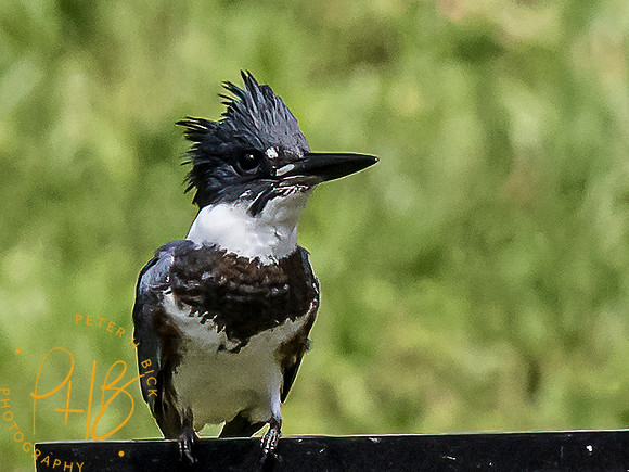 Indiana Birds and Wildlife 8567-Edit