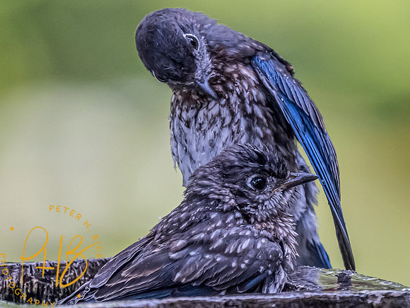 Indiana Birds and Wildlife 8633-Edit