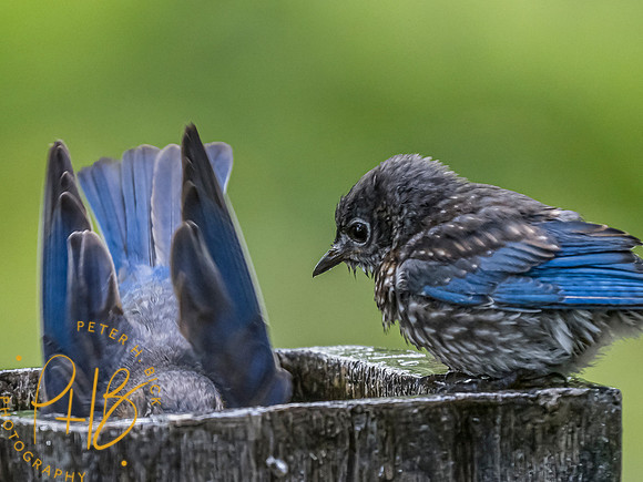 Indiana Birds and Wildlife 8654-Edit