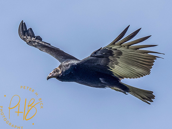 Indiana Birds and Wildlife 8750-Edit