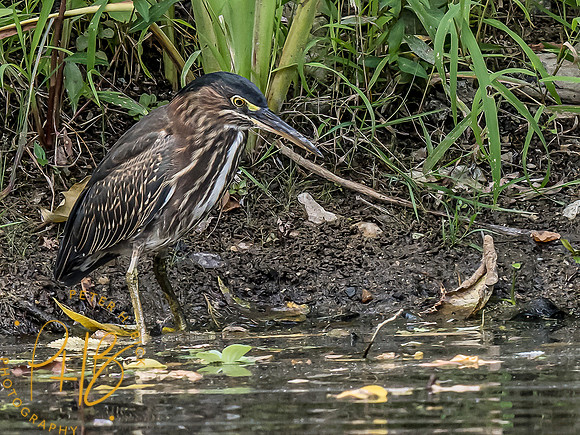 Indiana Birds and Wildlife 8891-Edit