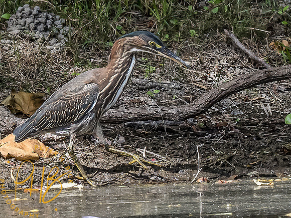 Indiana Birds and Wildlife 8990-Edit